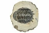Detailed Crotalocephalina Trilobite - Atchana, Morocco #271923-2